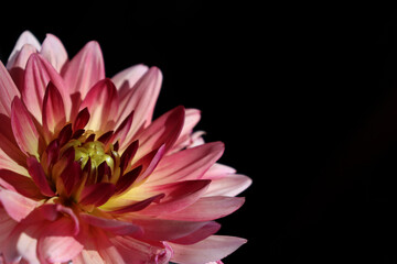 pink dahlia flower in pink glass vase on black and white background