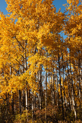 Quaking aspen stand in late autumn, just prior to leaves dropping within Pike Lake Unit, Kettle Moraine State Forest, Hartford, Wisconsin in late October