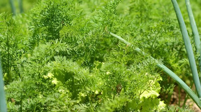 Agricultural Practices - Carrot and Scallion Intercropping on Volcanic Soil.
