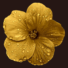 yellow Hibiscus flower with water drops