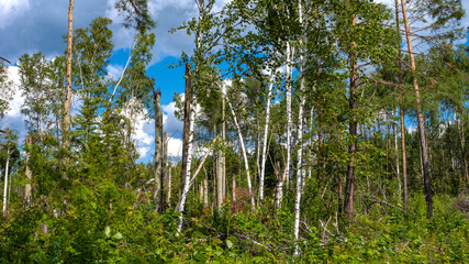 Broken tree trunks in dense woodland