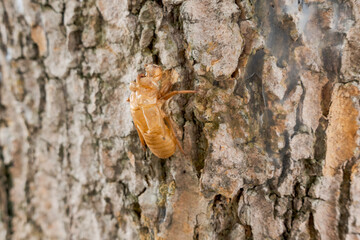 Close-up of a cicada shell attached to the rough bark of a tree. The detailed texture of the exoskeleton and tree bark highlights the natural process of molting.