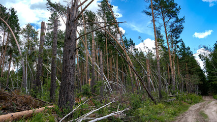 Post-storm forest with leaning trees