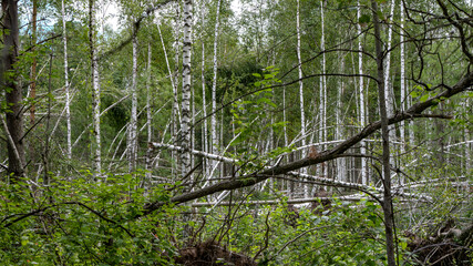 Forest with leaning and damaged trees