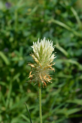 Hungarian clover flower