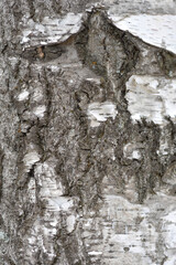 Common birch bark detail