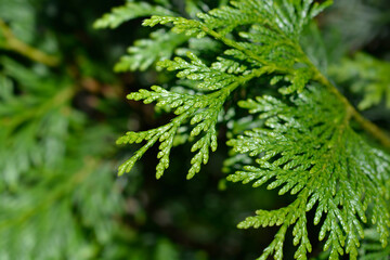 Western Red Cedar branch