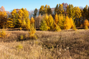 Fototapeta premium The colorful tamaracks of autumn in early November add color to the hillside within Pike Lake Unit, Kettle Moraine State Forest, Hartford, Wisconsin
