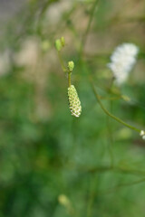Obraz premium White Oriental Burnet flower