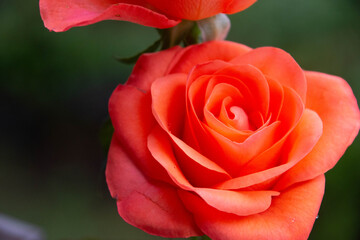 トロピカルアマゾン