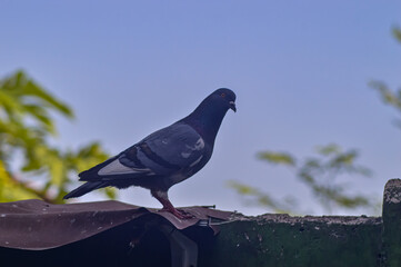 Pigeon perched on the fence. Pigeon with beautiful colored feather pattern. Blurred sky background.