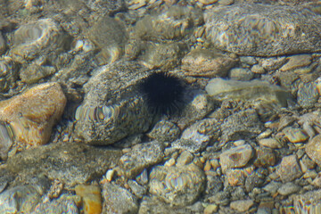 Black sea urchin (Arbacia lixula) underwater on the beach