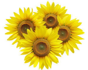 Fototapeta premium Sunflower PNG with transparent background