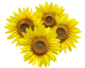 Sunflower PNG with transparent background