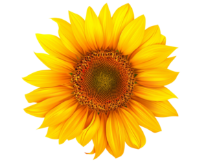 Sunflower PNG with transparent background