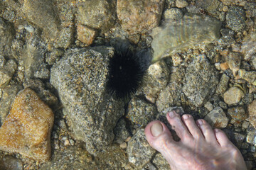 Black sea urchin (Arbacia lixula) underwater on the beach