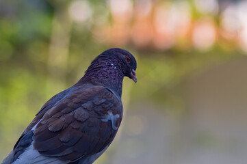 The dove stands proudly. The dove has a dominant brown feather pattern. The background is blurry.