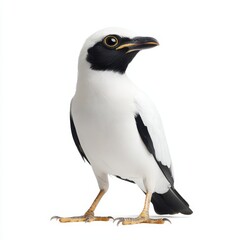 Fototapeta premium Bali Myna Bird Standing Against White Background