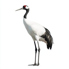 Obraz premium Black Necked Crane Standing Gracefully on White Background