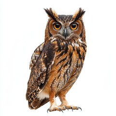 Fototapeta premium Brown Fish Owl Standing Proud Against White Background