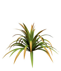 palm leaf isolated on white