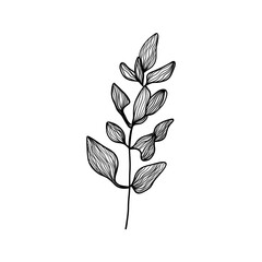 Obraz premium simple and elegant black line drawing of a plant with leaves on a transparent background. 