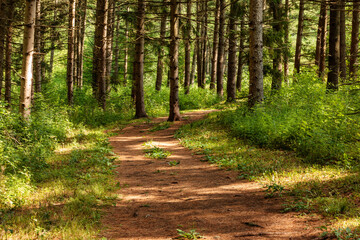 Pine needles cover the ground on the Loew Lake Segment of the Ice Age National Scenic Trail near Monches, Wisconsin in mid-July