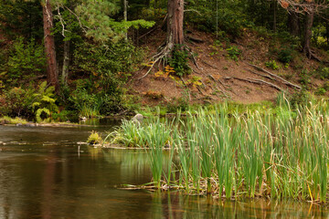Obraz premium There is a hint of fall along the shoreline vegetation and mid-river cattails along the Manitowish River near Boulder Junction in early September