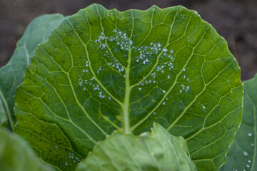 Whitefly Aleyrodes proletella agricultural pest on cabbage leaf. Whitefly infection Aleyrodes...
