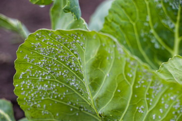 Whitefly Aleyrodes proletella agricultural pest on cabbage leaf. Whitefly infection Aleyrodes...