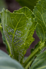 Whitefly Aleyrodes proletella agricultural pest on cabbage leaf. Whitefly infection Aleyrodes proletella on cabbage leaves. 
