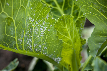 Whitefly Aleyrodes proletella agricultural pest on cabbage leaf. Whitefly infection Aleyrodes...