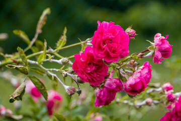 Pink bush roses are covered with powdery mildew.
White powdery mildew on the buds, stems and leaves of a bush rose. Diseases of bush roses. Powdery mildew