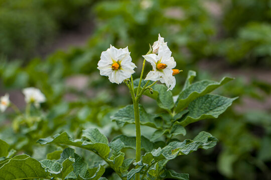 vine plants Easy to Grow Bulbs Corkscrew Vine
