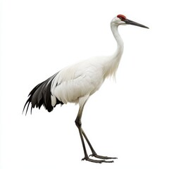 Obraz premium Siberian Crane Standing Gracefully on White Background