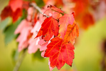 The colorful maple leaves of autumn remain on their branches for yet a little while in late September within Pike Lake Unit, Kettle Moraine State Forest, Hartford, Wisconsin