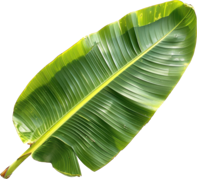 Green banana leaf