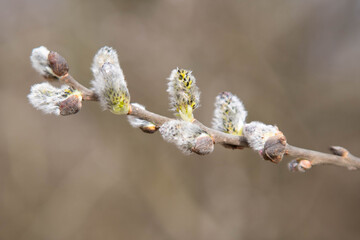 willow branch with catkins, nature background 