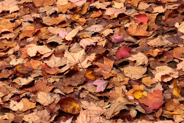 Multiple fallen leaves in late September cover the canoe portage trail along the Manitowish River near Boulder Junction, Wisconsin