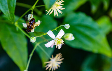 bee on a flower
