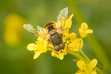 Top view on an hoverfly with damaged wings on a yellow flower with copy space and blurred background