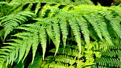 Forest fern leaves 