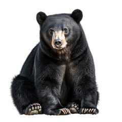 Fototapeta premium Asiatic Black Bear Sitting Calmly Against White Background