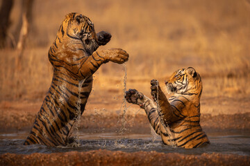 Amazing wild tiger picture in the nature habitat. Tiger walk during the golden light time. Wildlife...