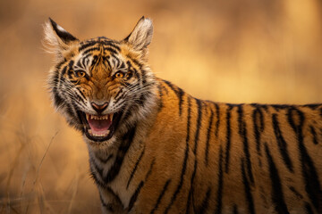 Amazing wild tiger picture in the nature habitat. Tiger walk during the golden light time. Wildlife scene with danger animal. Hot summer in India. Dry area with beautiful indian tiger, Panthera tigris