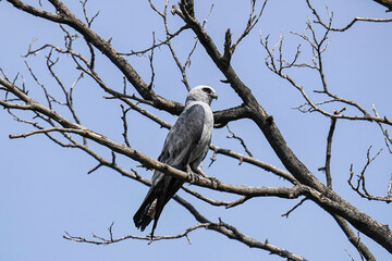Mississippi Kite - Colorado