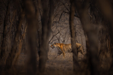 Amazing wild tiger picture in the nature habitat. Tiger walk during the golden light time. Wildlife scene with danger animal. Hot summer in India. Dry area with beautiful indian tiger, Panthera tigris