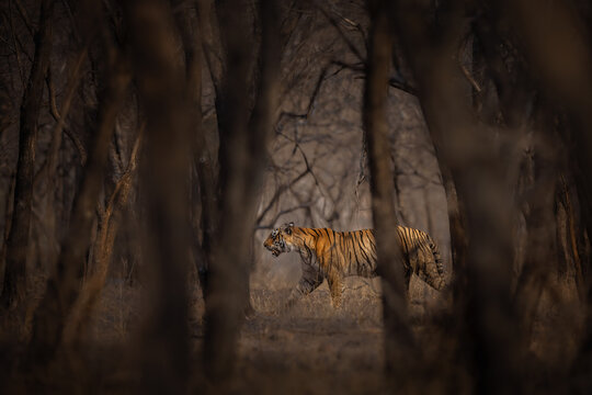 Amazing wild tiger picture in the nature habitat. Tiger walk during the golden light time. Wildlife scene with danger animal. Hot summer in India. Dry area with beautiful indian tiger, Panthera tigris