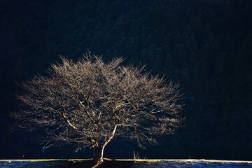 Morning light shining to the ash tree make it more brighter than the exubirant forest on the mountain behide.