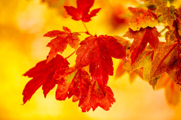 Maple leaves floating off the branch against the changing colors of the background trees in mid-October within Pike Lake Unit, Kettle Moraine State Forest, Hartford, Wisconsin